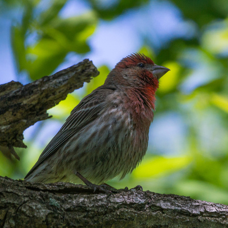 Male House Finch in the woods
