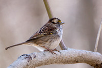 White-throated Sparrow