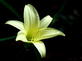 Lilly - pale yellow