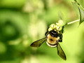 Carpenter Bee - Xylocopa virginica - on bud