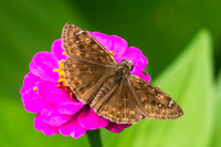 Duskywing butterflies