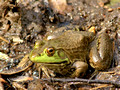 Links Pond Bullfrog