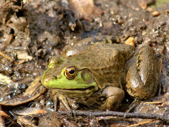 Links Pond Bullfrog