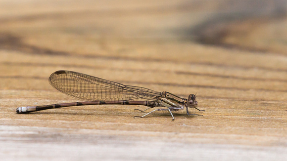 Another Damsel Fly
