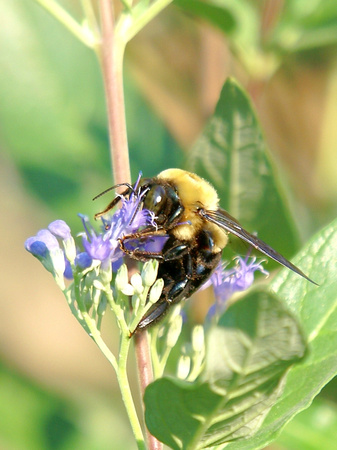 Carpenter Bee (Xylocopa virginica) on wildflower