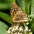 Great Spangled Fritillary - Speyeria cybele - showing its age