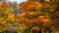 Colorful foliage - Winged Foot Ct