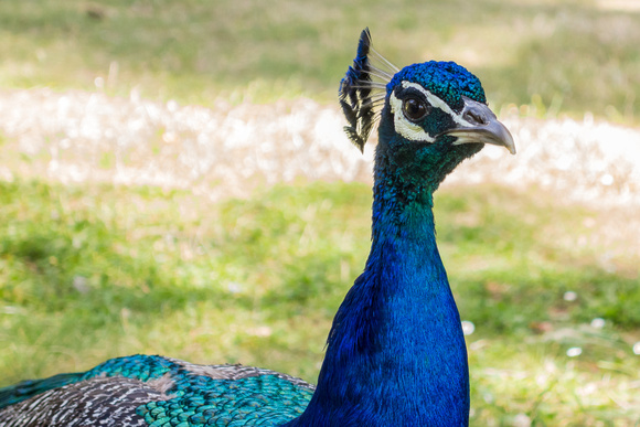 Peacock closeup