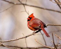 Northern Cardinal