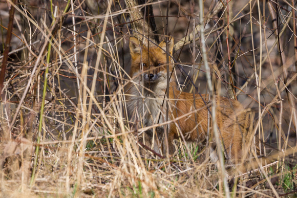 Red Fox in the brush