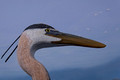 Great Blue Heron - Birds of Vermont Museum