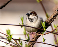 House Sparrow