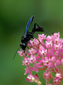 Great Black Wasp on Swamp Milkweed