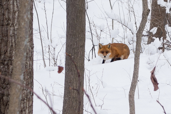 Red Fox in March 17th snow