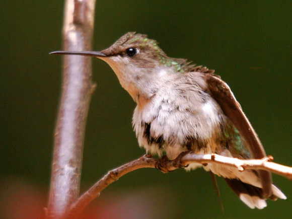 Female Ruby-Throated Hummingbird - full ruffle - Green Mountain NC
