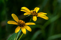 Yellow Daisy-like wildflowers