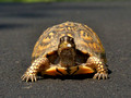 Eastern Box Turtle - Rt 668