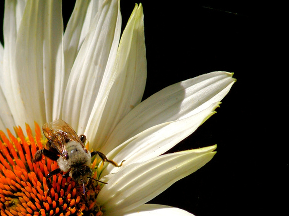 Bumblebee  (Bombus) on White Coneflower