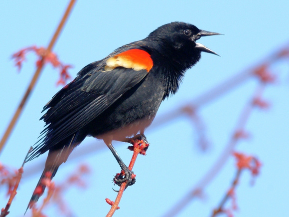 Male Red-winged Blackbird sounding off