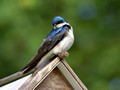 Tree Swallow - over shoulder