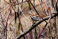 Fox Sparrow - unusual here