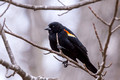 Red-winged Blackbird in an odd perch