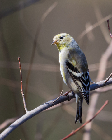 Female American Goldfinch - changing to breeding colors