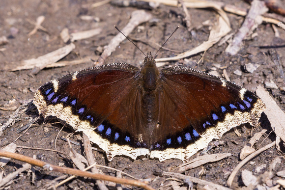 Mourning Cloak having survived the winter