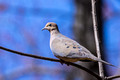 Mourning Dove on a thin branch