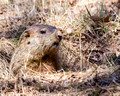My resident Groundhog buddy