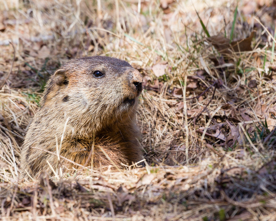 My resident Groundhog buddy