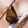 Mourning Cloak from the front