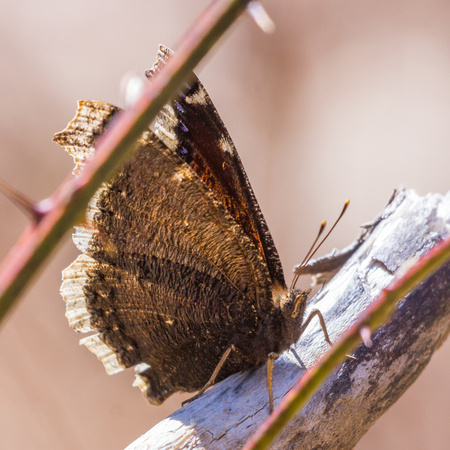 Mourning Cloak from the front