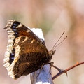 Mourning Cloak from the rear