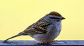 Chipping Sparrow on our deck rail