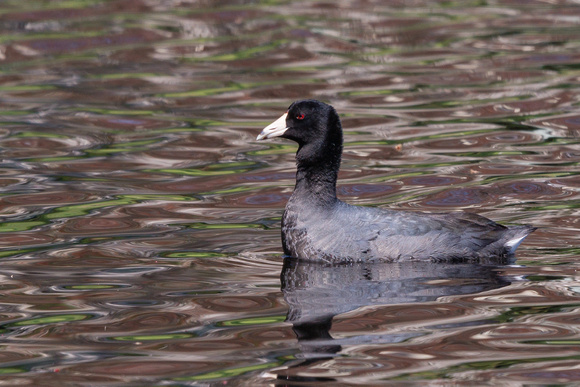 American Coot - male