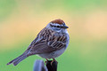 Chipping Sparrow out back