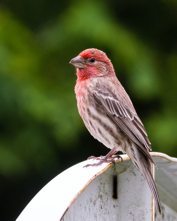 Male House Finch on a backstop