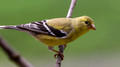 American Goldfinch on a thin branch