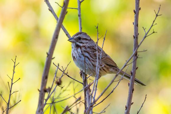 Song Sparrow - neighbor's yard