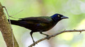 Common Grackle in the woods