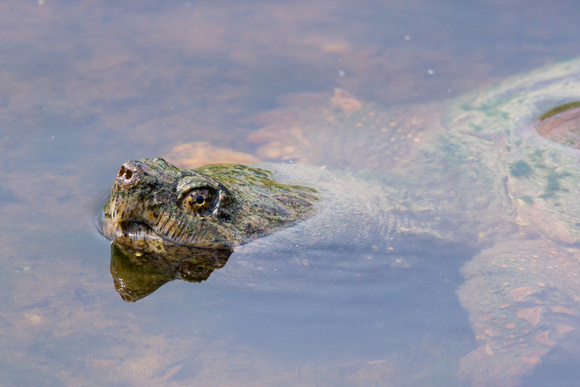 Snapping Turtle - Links Pond