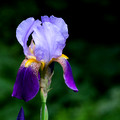 Another purple Iris