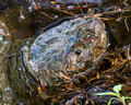 Head of a Snapping Turtle - but, that isn't the eye