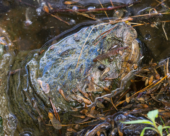 Head of a Snapping Turtle - but, that isn't the eye