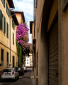 Residential flowers - Pisa