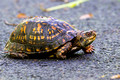 Common Box Turtle crosses the pathway