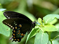 Spicebush Swallowtail on foliage