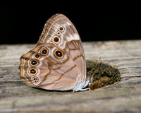 Northern Pearly-eye butterfly