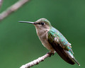 Resident female Ruby-throated Hummingbird